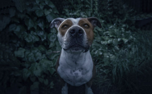 High angle view of dog looking up while sitting on grassy field