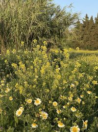 Yellow flowering plants on field