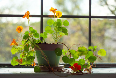 Close-up of potted plant on window