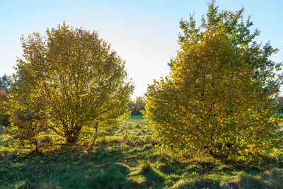 Trees against clear sky during autumn