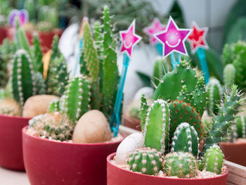 Close-up of potted cactus plants