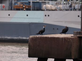 Seagulls perching on a boat