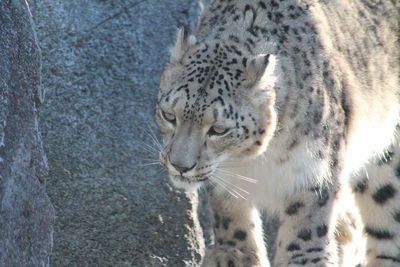 Close-up of a snow leopard