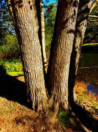 Large tree in park