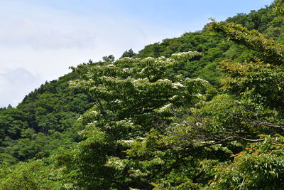 Low angle view of trees against sky