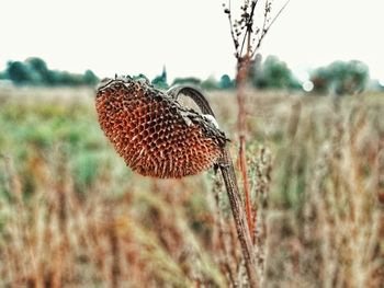 Close-up of dry plant on field