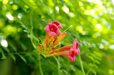 Close-up of red flower blooming outdoors