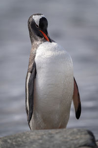 Gentoo penguin stands behind rock preening neck