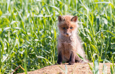 Portrait of fox