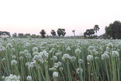 View of flowering plants on field against clear sky