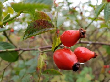 Close-up of red berries growing on tree