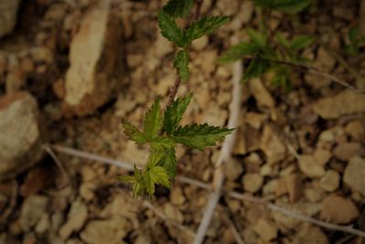 Close-up of plant growing on field