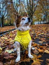 Dog with his raincoat in autumn 