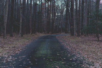 Trees in forest during autumn