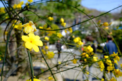 Close-up of yellow flowers