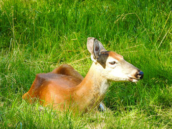 View of deer on field