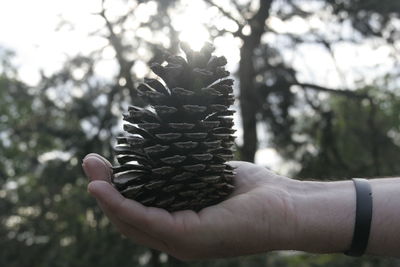 Cropped image of hand holding pine cone