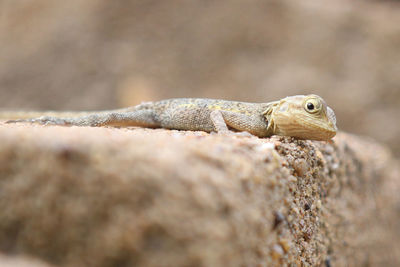 Close-up of lizard