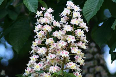 Close-up of flowers growing on tree