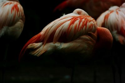 Pelicans in lake