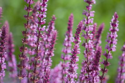 Close-up of purple flowering plants on field