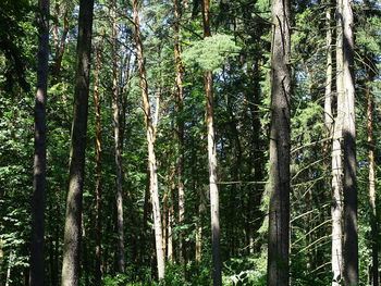 Low angle view of bamboo trees in forest