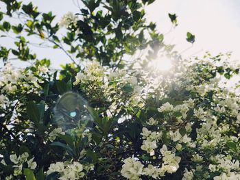 Low angle view of flowers blooming against sky