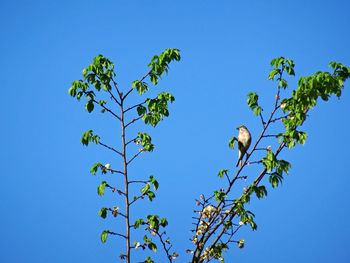 A perched small linnet passerine bird of the finch family in top of tree. ornithology photography