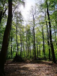 Trees growing in forest