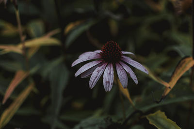 Close-up of purple flowering plant