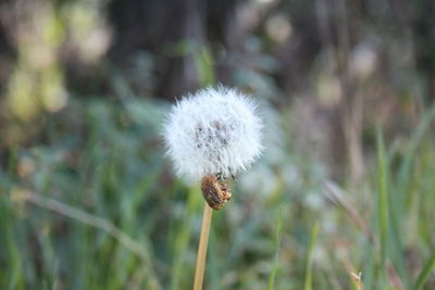 Close-up of dandelion flower on field