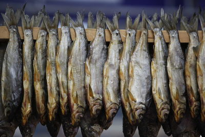 Low angle view of fish hanging outdoors