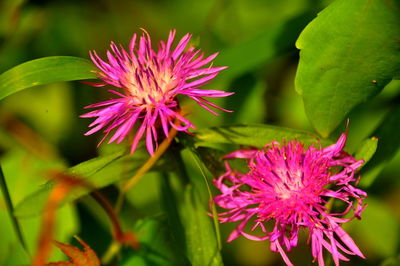 Close-up of pink flowers