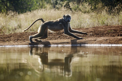 Monkeys in lake