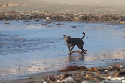Dog running on beach