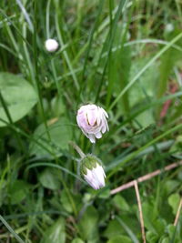 Close-up of white flower on field