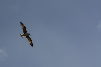 Low angle view of seagull flying