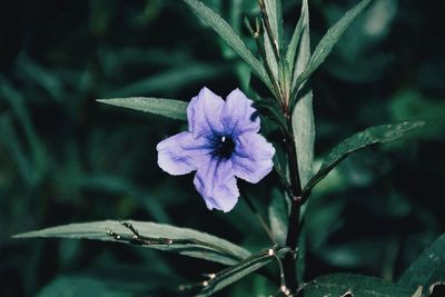 Close-up of purple flowering plant