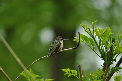 Close-up of hummingbird perching on twig in back yard