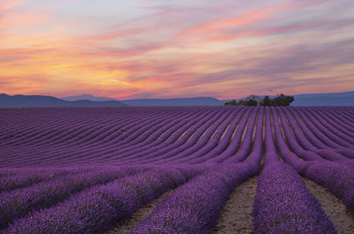 Scenic view of field against sky during sunset