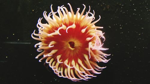 Close-up of jellyfish in sea