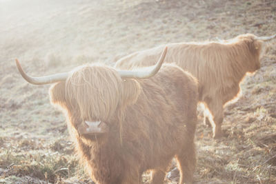 Highland cattle standing on field