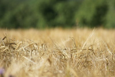 Close-up of wheat growing on field