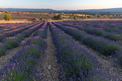 View of lavender growing on field