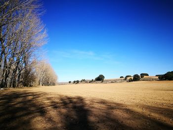 Bare trees on landscape against blue sky