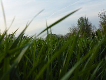 Close-up of grass on field against sky