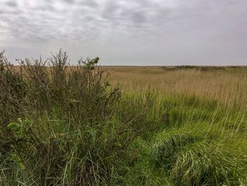 Scenic view of field against sky