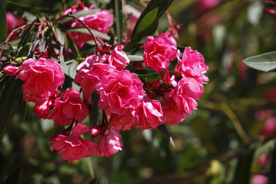 Close-up of pink flowering plant