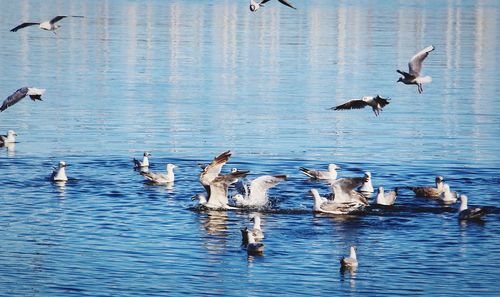 Birds flying over lake