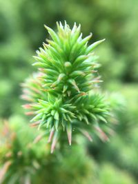 Close-up of green plant